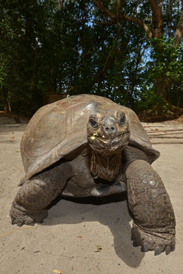 Riesenschildkröte auf Curieuse Island