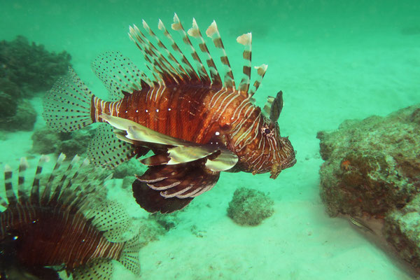 Rotfeuerfisch