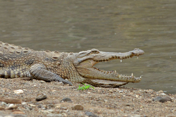 Nildkrokodil im Awash Nationalpark, Äthiopien