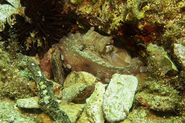 Oktopus, Skiathos, Griechenland