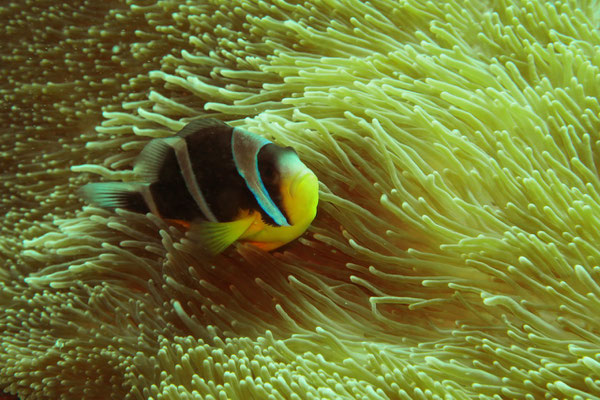Anemonenfisch
