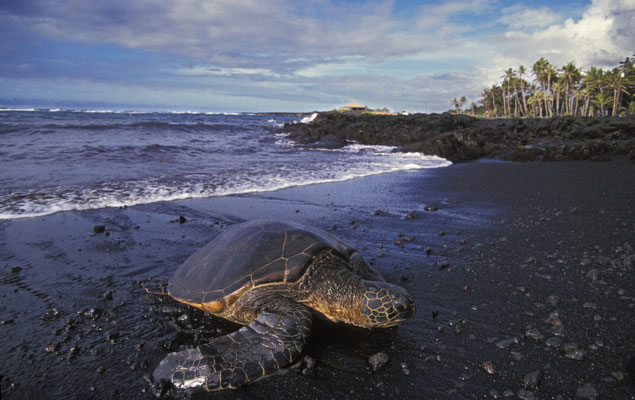 Grüne Meeresschildkröte am Punaluu Black Sand Beach, Big Island, Hawaii