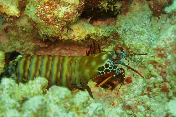 Praslin, Seychellen