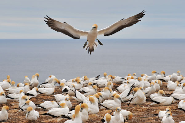 Tölpelkolonie, Cape Kidnappers, Nordinsel, Neuseeland
