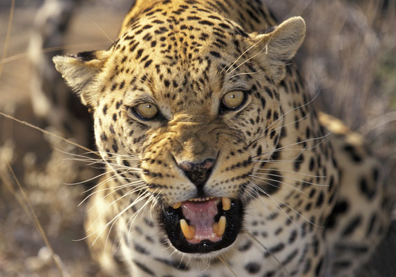 Leopard, Namibia