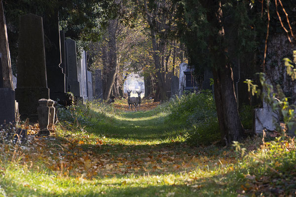 alter jüdischer Friedhof am Zentralfriedhof Wien