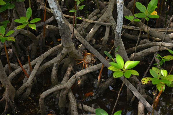 Mangroven auf Curieuse Island