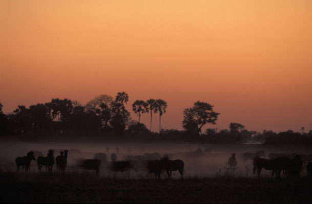 Zebraherde im Okavango Delta, Botswana