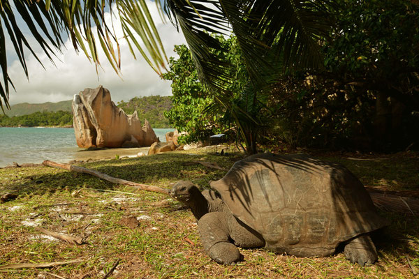 Riesenschildkröte auf Curieuse Island