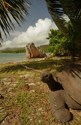 Riesenschildkröte auf Curieuse Island