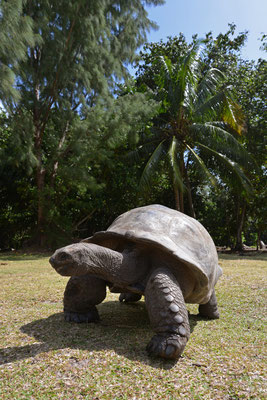 Riesenschildkröte auf Curieuse Island
