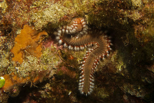 Feuerwurm, Skiathos, Griechenland
