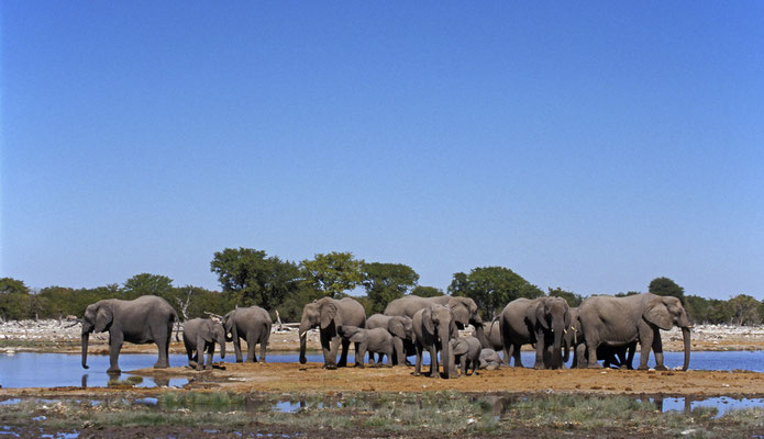 Elefanten beschützen ihre Herde im Etosha Nationalpark, Namibia