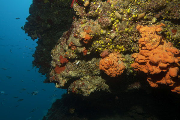 Deep Cave, Alonnisos, Griechenland