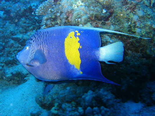 Engelfisch, Kalawy, Ägypten