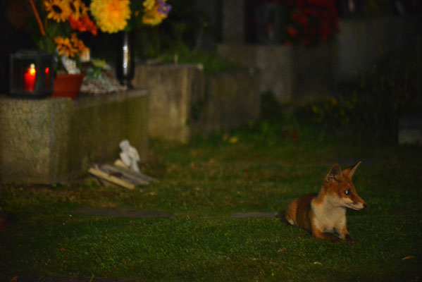 junger Fuchs am Baumgartner Friedhof