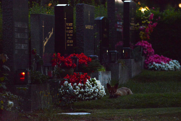 junger Fuchs am Baumgartner Friedhof