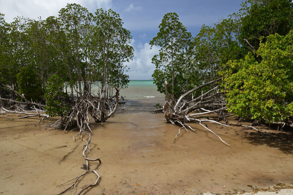 Mangroven auf Curieuse Island