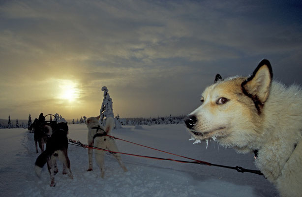 Husky-Schlitten in Lappland, Finnland