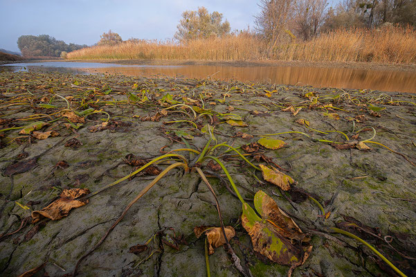 Donau-Auen bei Niedrigwasser