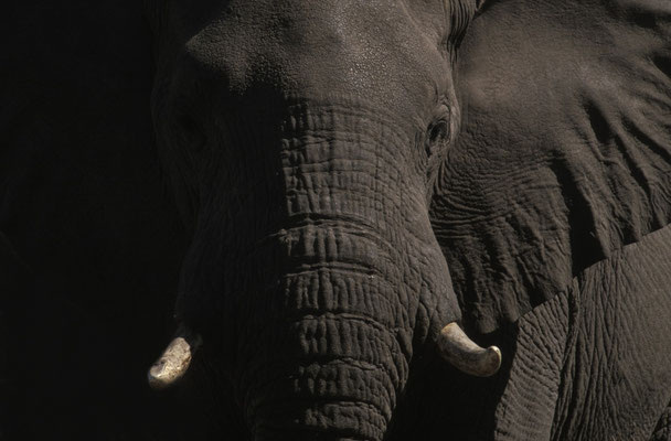 Elefant im Camp, Okavango Delta, Botswana