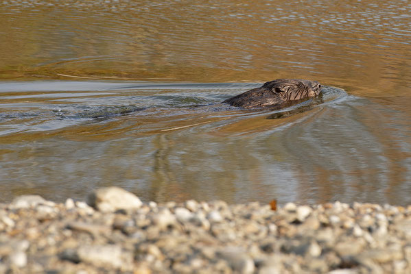 Biber in den Donau-Auen