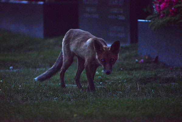 junger Fuchs am Baumgartner Friedhof