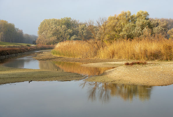 Donau-Auen bei Niedrigwasser