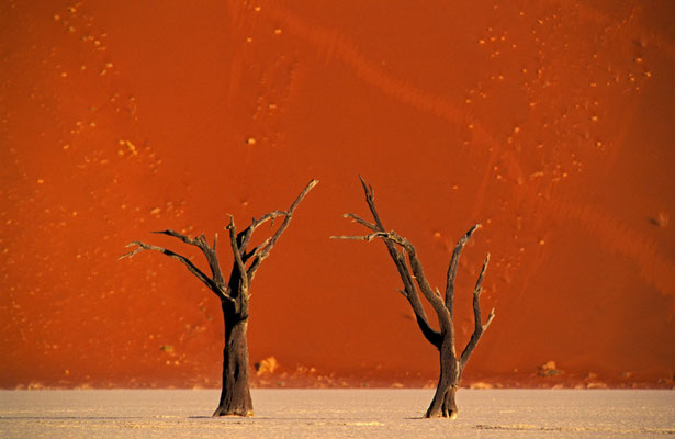 Abgestorbene Bäume im Dead Vlei in der Namib Wüste, Namibia