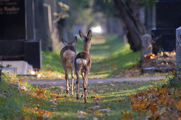 alter jüdischer Friedhof am Zentralfriedhof Wien