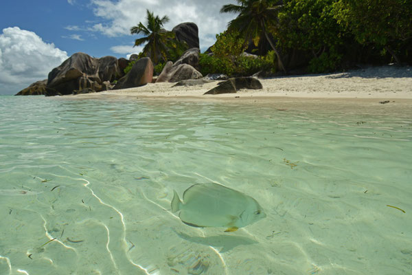 Anse Source d´Argent, LaDigue