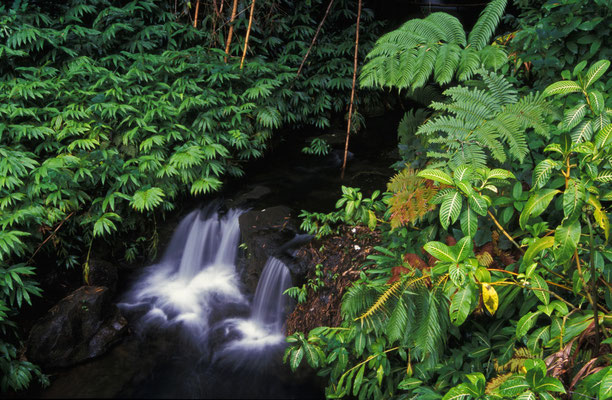 Regenwald, Hawaii