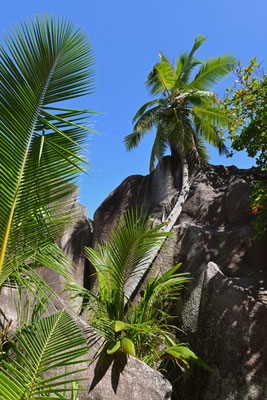 Anse Source d´Argent, LaDigue