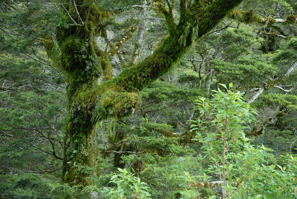 Regenwald, Neuseeland