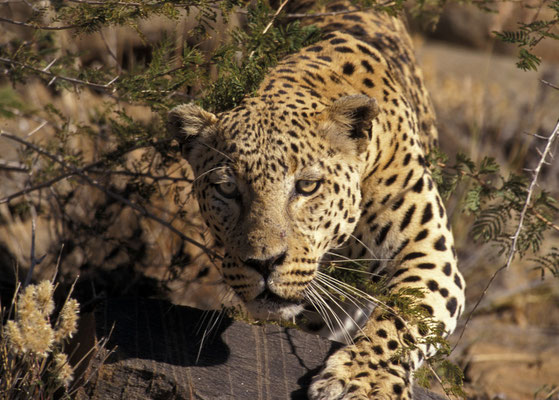 Leopard, Namibia