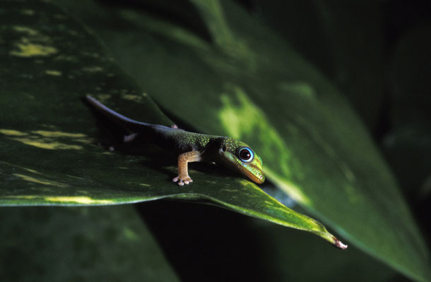 Gecko, Big Island, Hawaii
