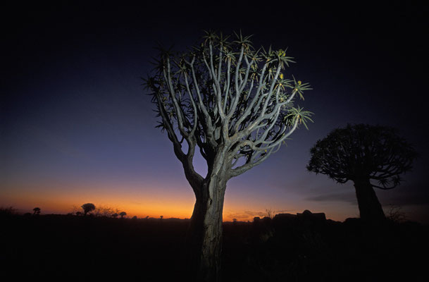 Köcherbaumwald, Namibia