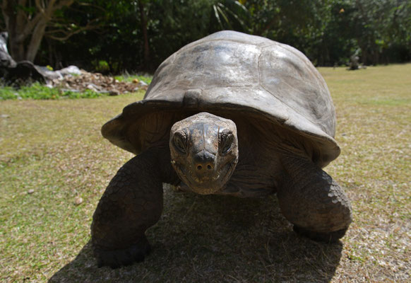 Riesenschildkröte auf Curieuse Island