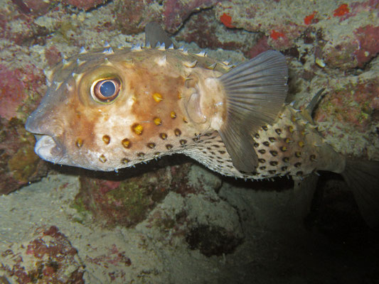Kofferfisch, Kalawy, Ägypten