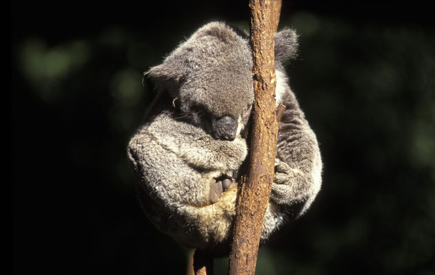 Koala im Flinders Chase Nationalpark, Kangaroo Island, Süd-Australien