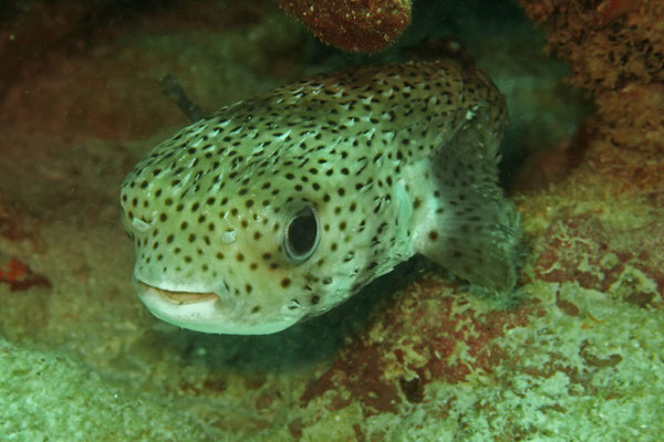 Igelfisch