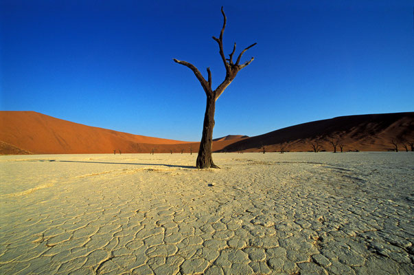 Abgestorbene Bäume im Dead Vlei in der Namib Wüste, Namibia