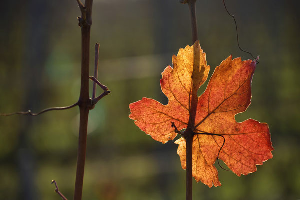 Herbst in der Wachau