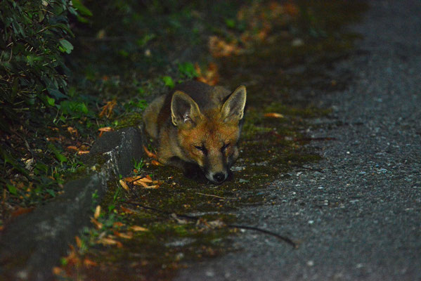 junger Fuchs am Baumgartner Friedhof