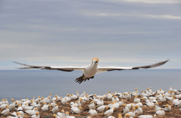 Tölpelkolonie, Cape Kidnappers, Nordinsel, Neuseeland
