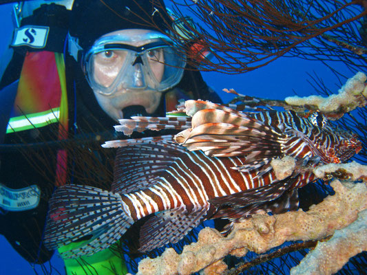 Rotfeuerfisch, Kalawy, Ägypten