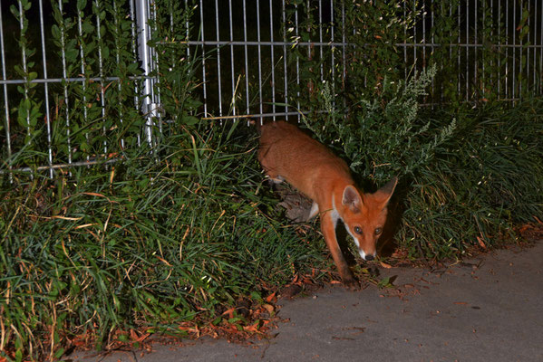 junger Fuchs am Baumgartner Friedhof