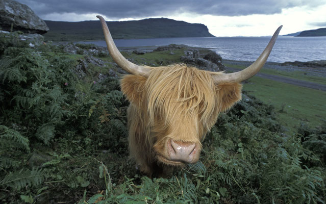 Hochlandrind, Schottland