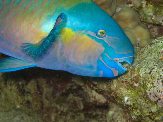 Papageienfisch, Kalawy, Ägypten