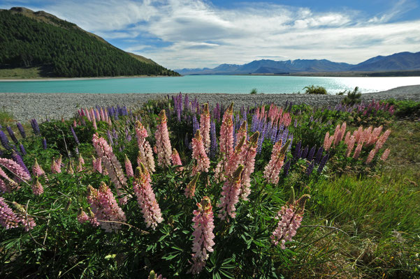 Lupinen am Lake Tekapo auf Neuseelands Südinsel